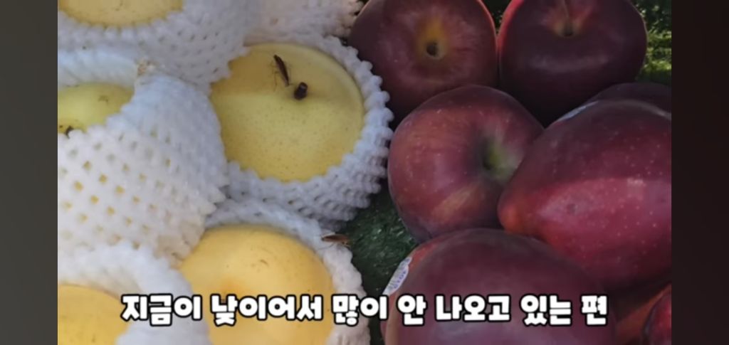 필리핀 마트 진열대에 우글우글한 바퀴벌레 (바퀴사진 있음) | 인스티즈