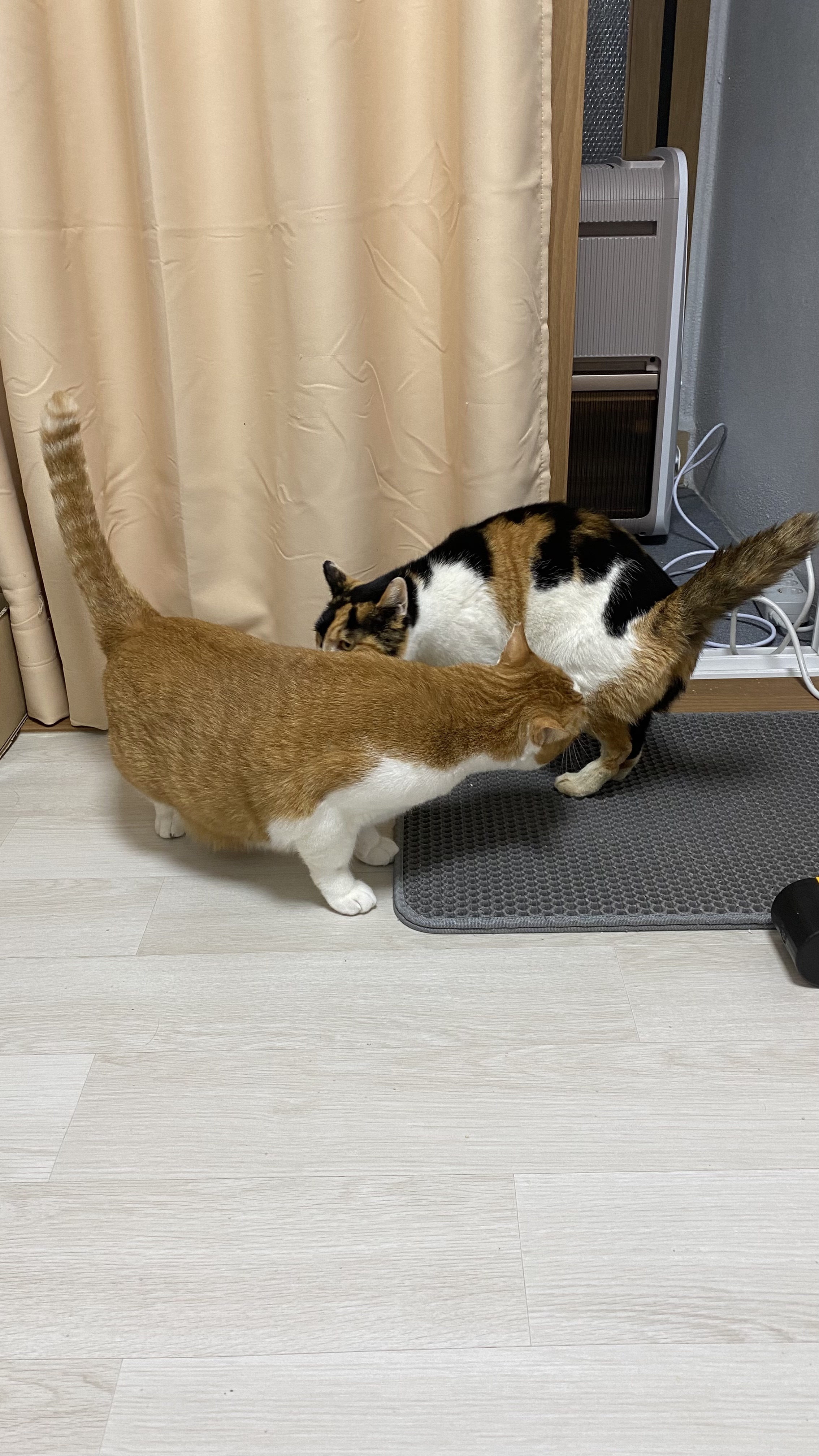 코시국에 재택하다가 고양이를 만났는데.. | 인스티즈