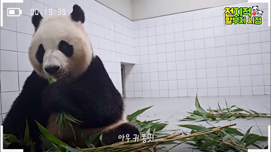 공동육아의 개념을 아는듯한 이뻐이뻐 아이바오🐼 | 인스티즈