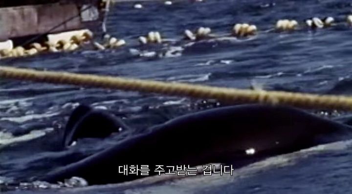 어느날 소방서에 고래가 조련사를 잡아 먹었다는 신고가 들어왔다 .jpg (스압주의) | 인스티즈