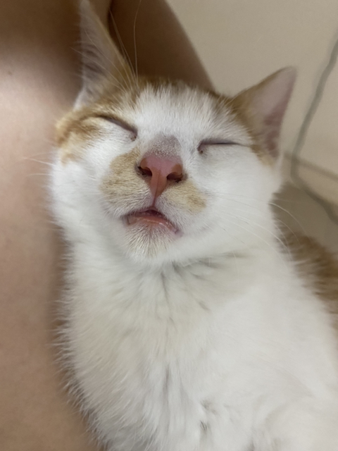 냥줍한지 한달 된 우리 고양이 보고가~!~! | 인스티즈