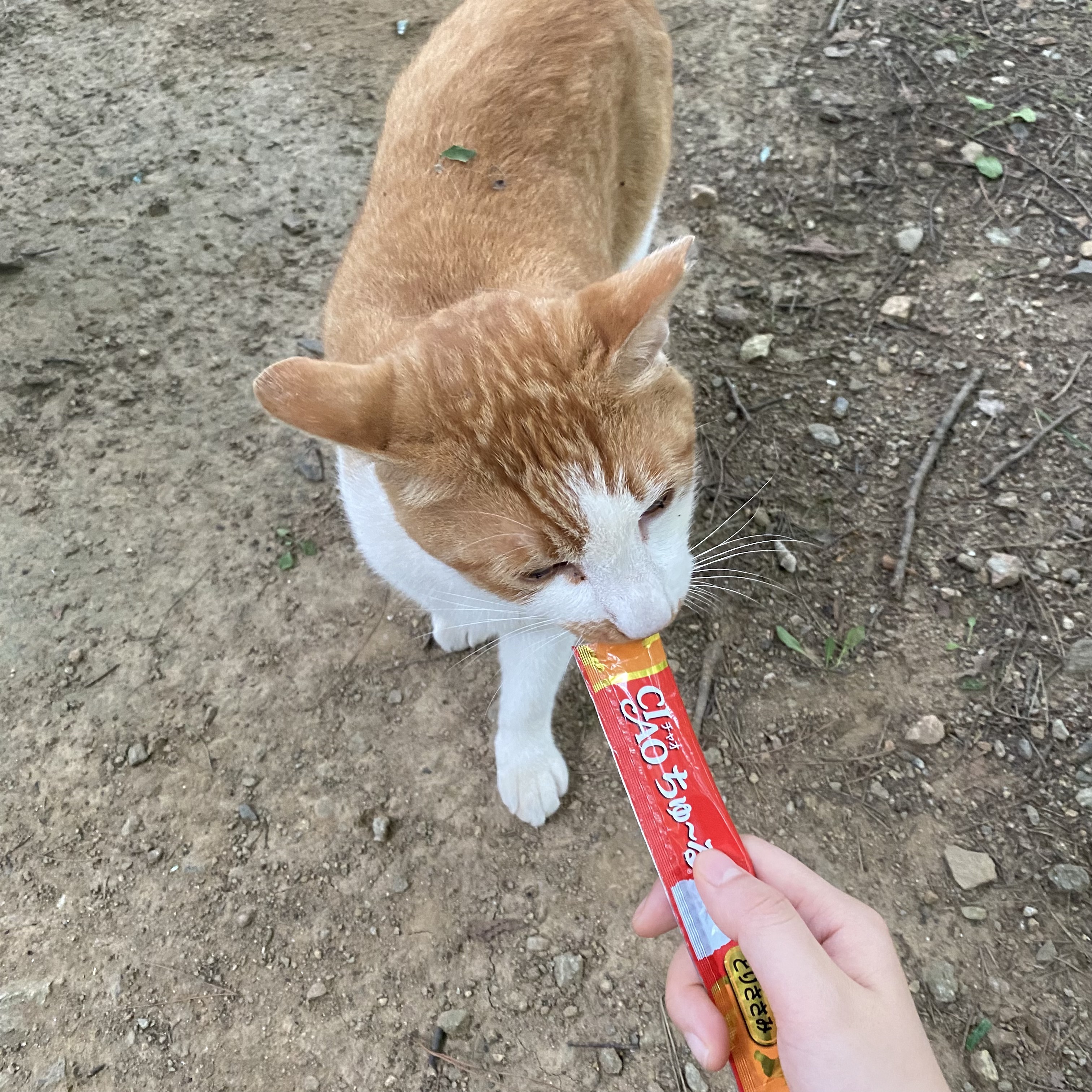 코시국에 재택하다가 고양이를 만났는데.. | 인스티즈