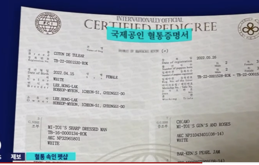 300만원짜리 꼬똥 알고보니 잡종 | 인스티즈