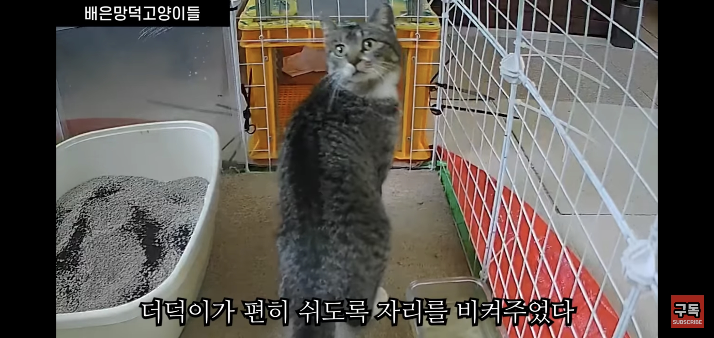 집 마당에 고양이가 나타나는 족족 다 잡아버리는 유튜버..jpg | 인스티즈