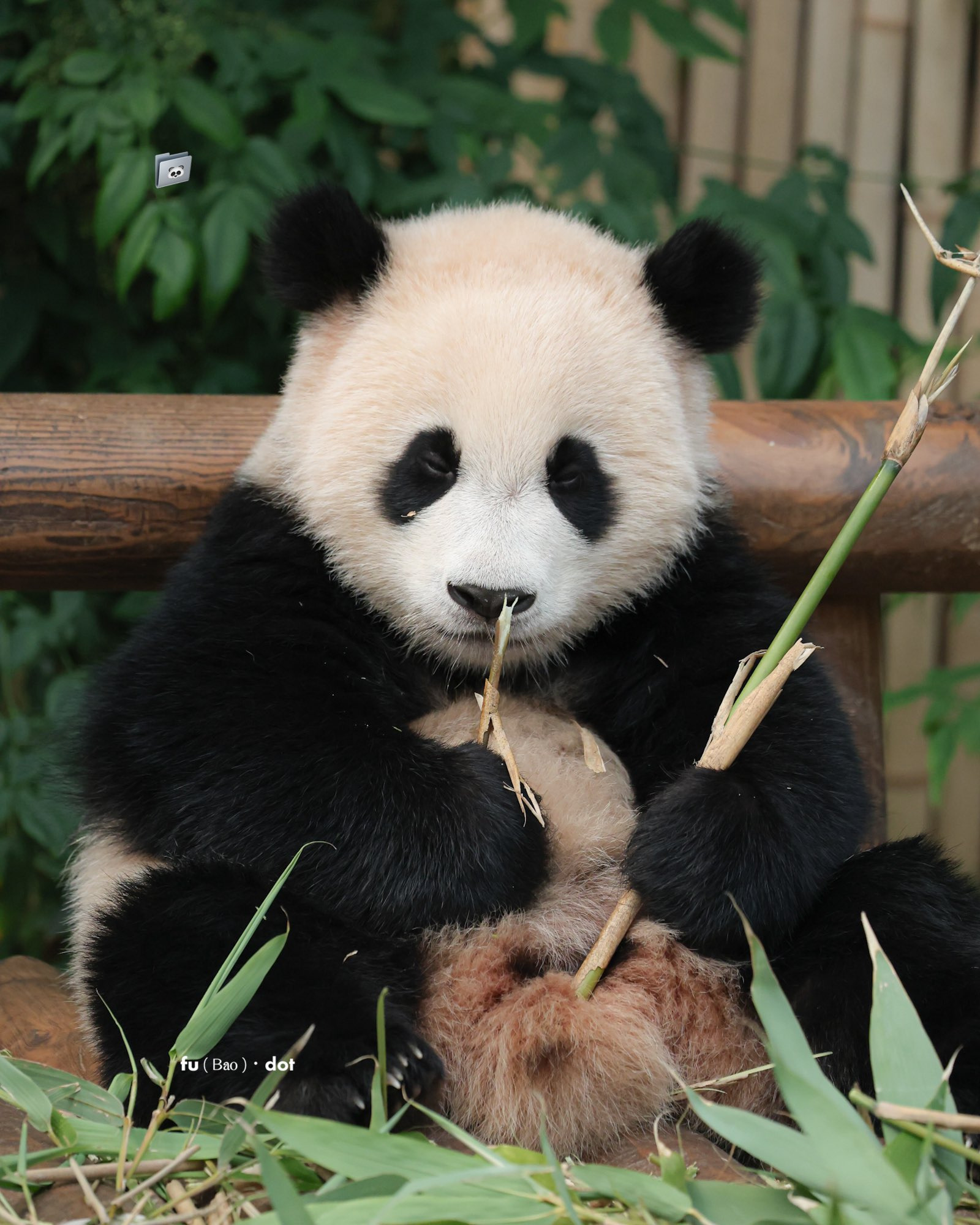 러심후난 (러바오 심은 데 후이바오 난다)🐼 | 인스티즈