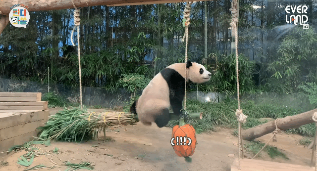 푸바오가 천재인 이유.gif | 인스티즈