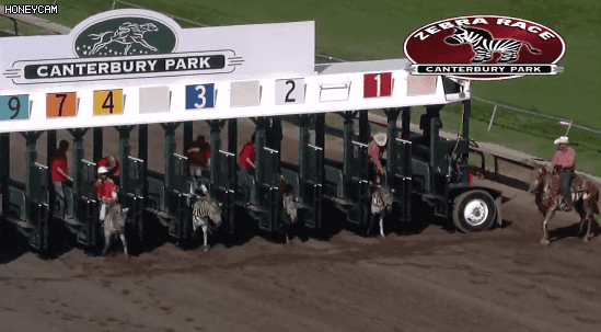 아프리카에서 얼룩말 사육에 실패한 이유 | 인스티즈