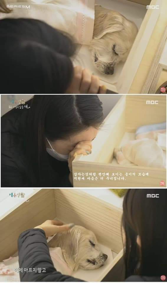 무지개 다리를 건넌다는 것 | 인스티즈