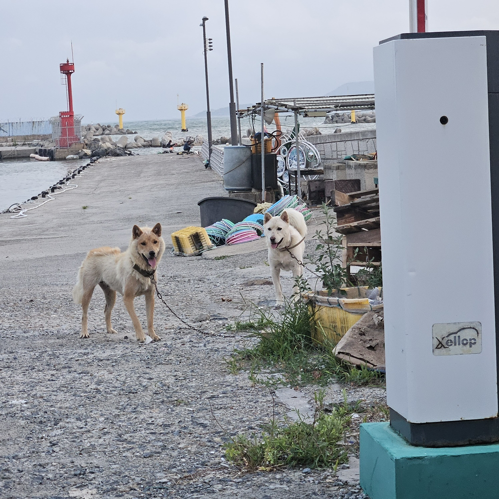 [입양홍보] 개장수에게 팔렸다 되찾아온 방치견 진순이·진돌이, 평생 가족을 찾아요! (부산/울산/전국) | 인스티즈