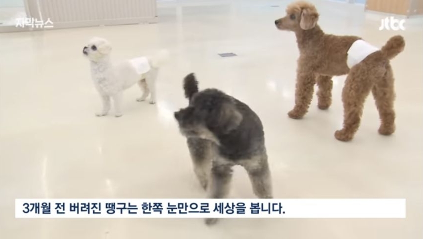 6일 동안 1000마리 버렸다... 연휴가 불러온 악순환 | 인스티즈