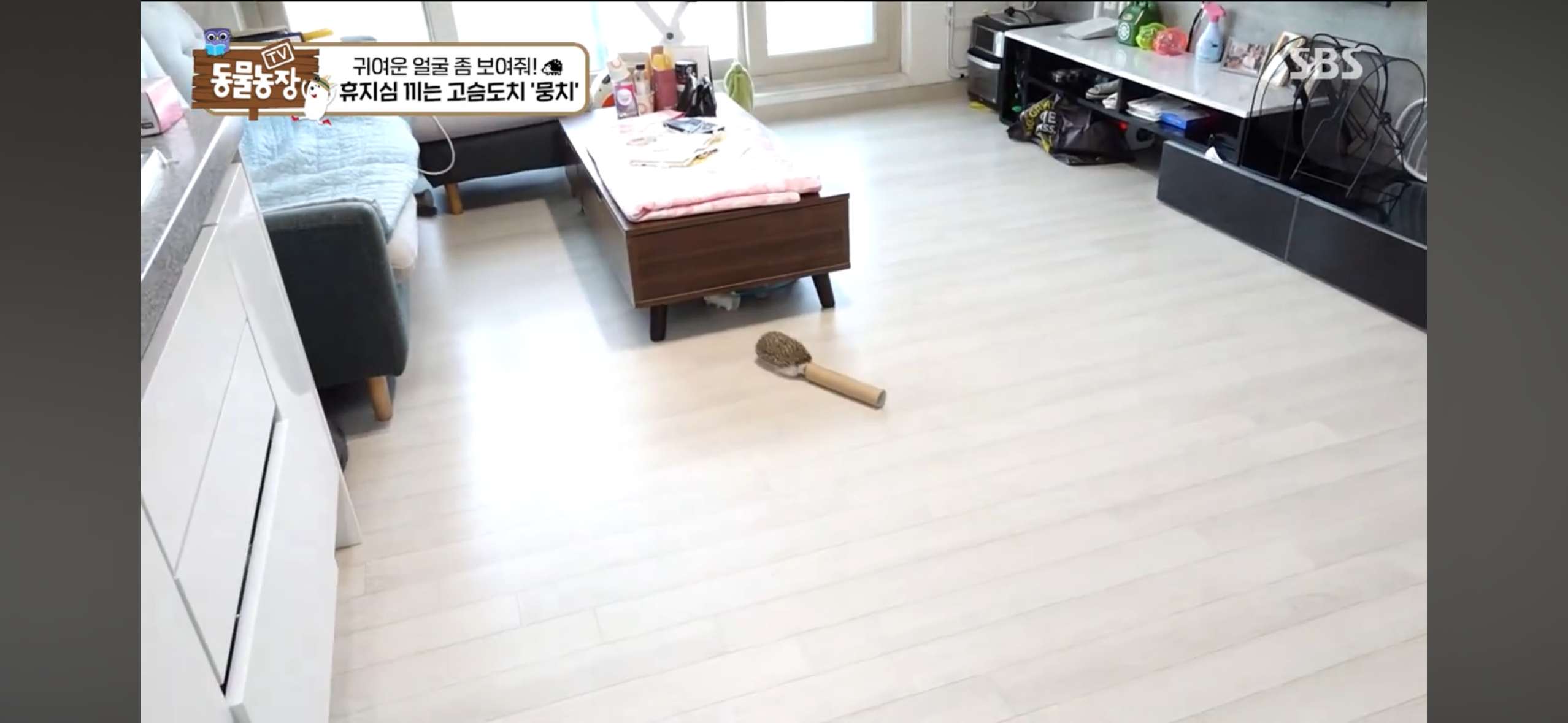 따봉고슴도치 휴지심 좋아도치 | 인스티즈