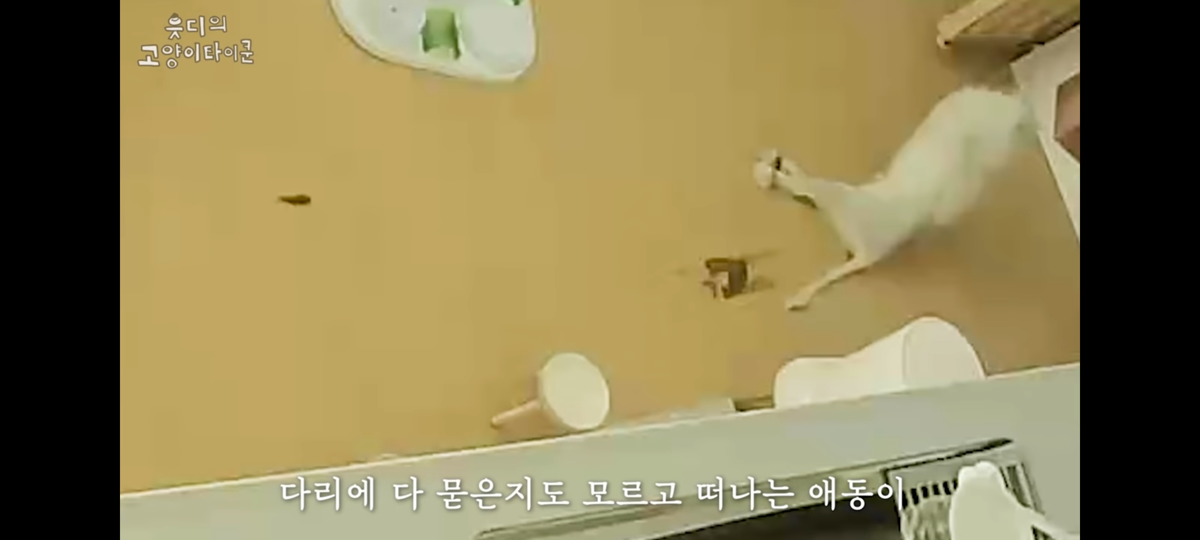 cctv보고 오열😭 응가실수하고 혼자 치우려는 고양이 | 인스티즈