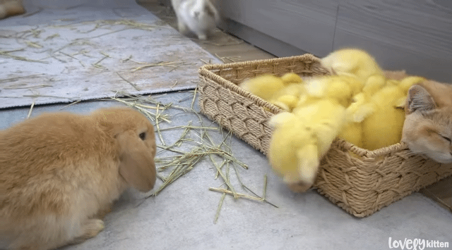 한 바구니 안에 고양이, 오리, 토끼가 포옥 파묻혀 있음 | 인스티즈