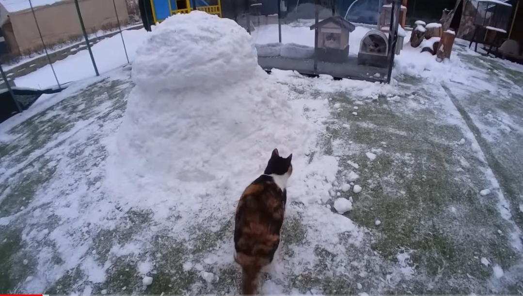 눈으로 집 만들어줬는데 갑자기 싸우는 하하하네 고양이들.gif | 인스티즈