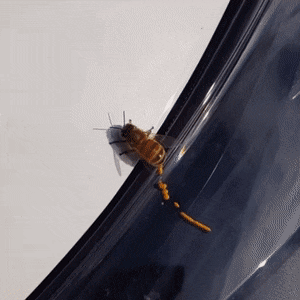 벌이 똥싸는 짤로 유명한거 사실인가요? | 인스티즈