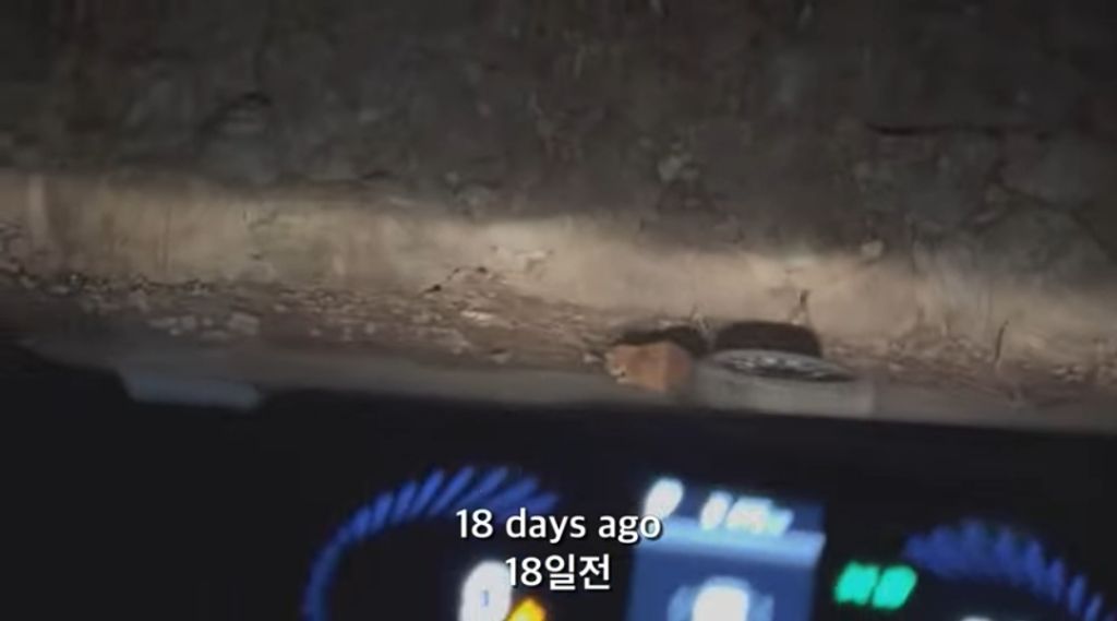 얼어 죽어가는 길냥이 구조한 캠퍼 | 인스티즈