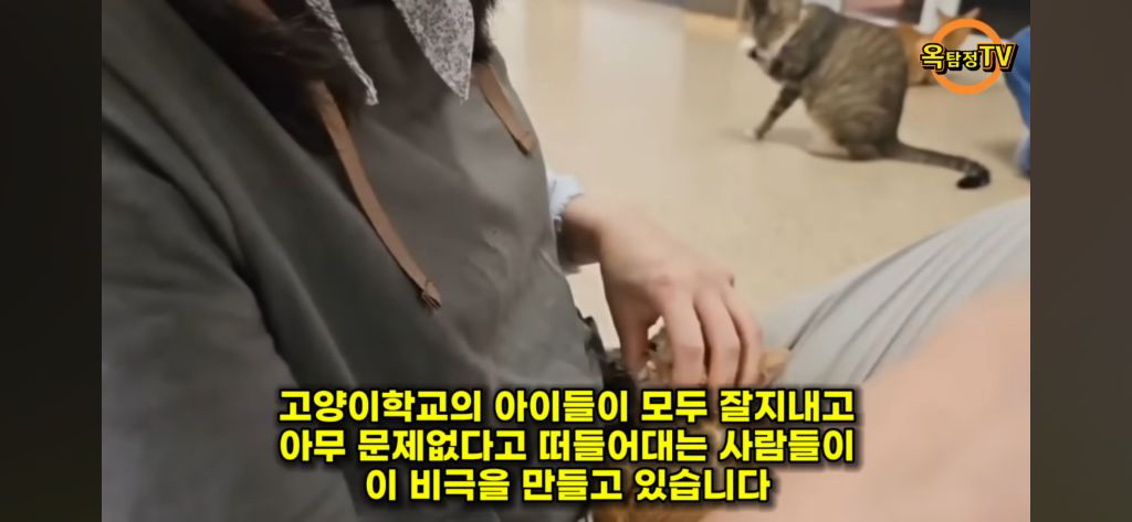 동물 구조(보호소) 경계해야함 / 고양이학교의 처참함 | 인스티즈