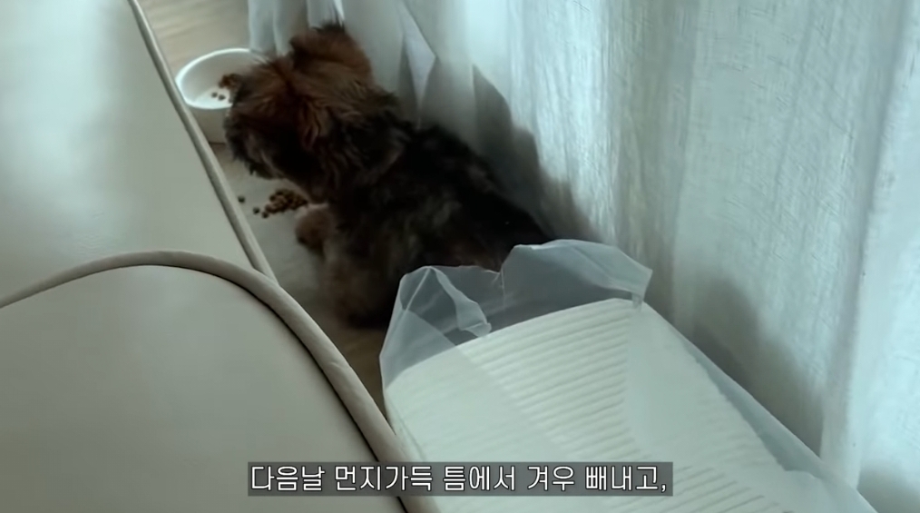 유기견 입양전후 변화. 겁많은 강아지의 100일간 브이로그 | 인스티즈