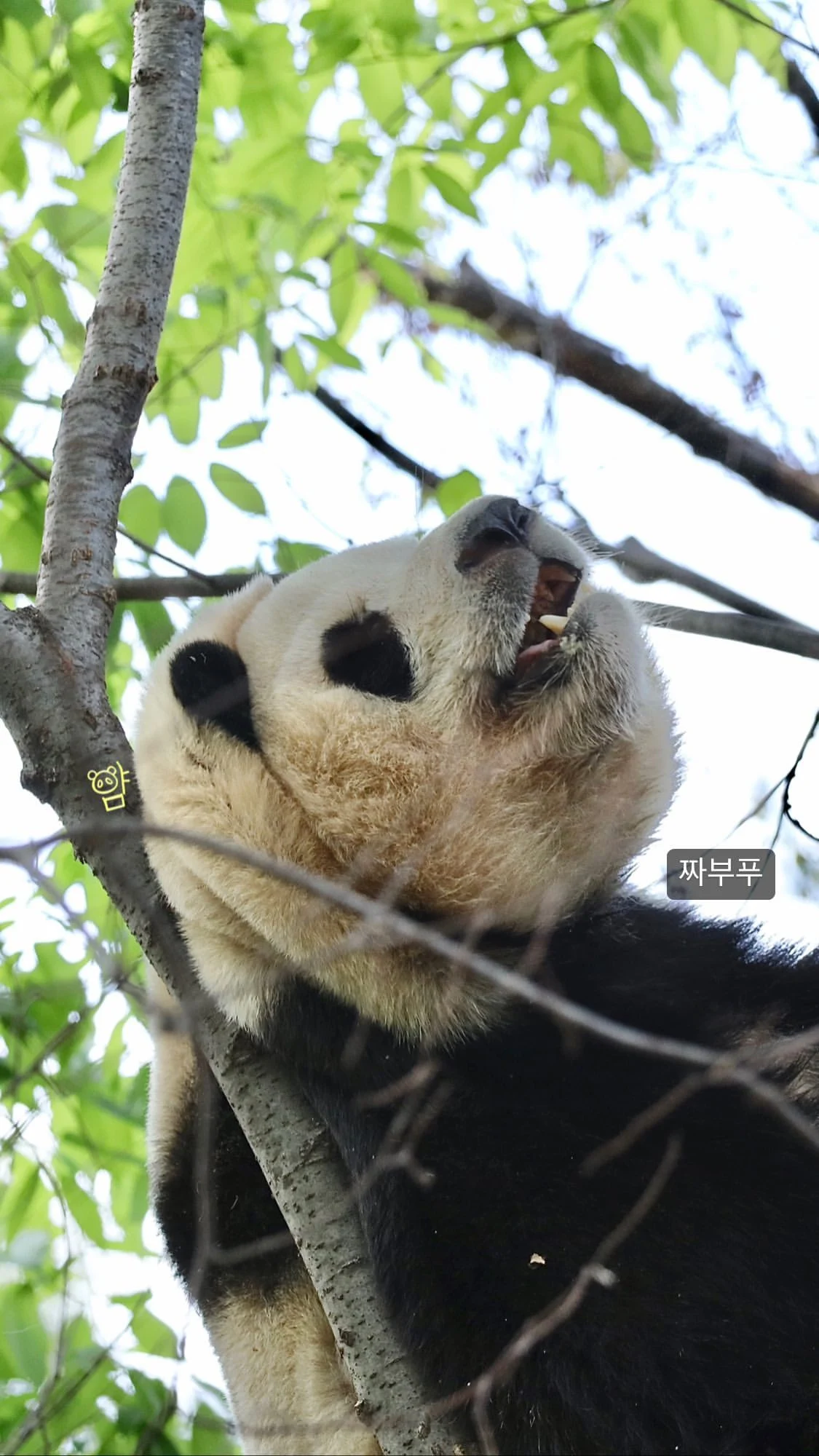푸바오 얼굴 찌부 짤 모음 🥴 | 인스티즈