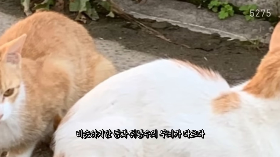 꽁꽁얼어붙은 한강위를 걷는 고양이는 몇살일까? | 인스티즈