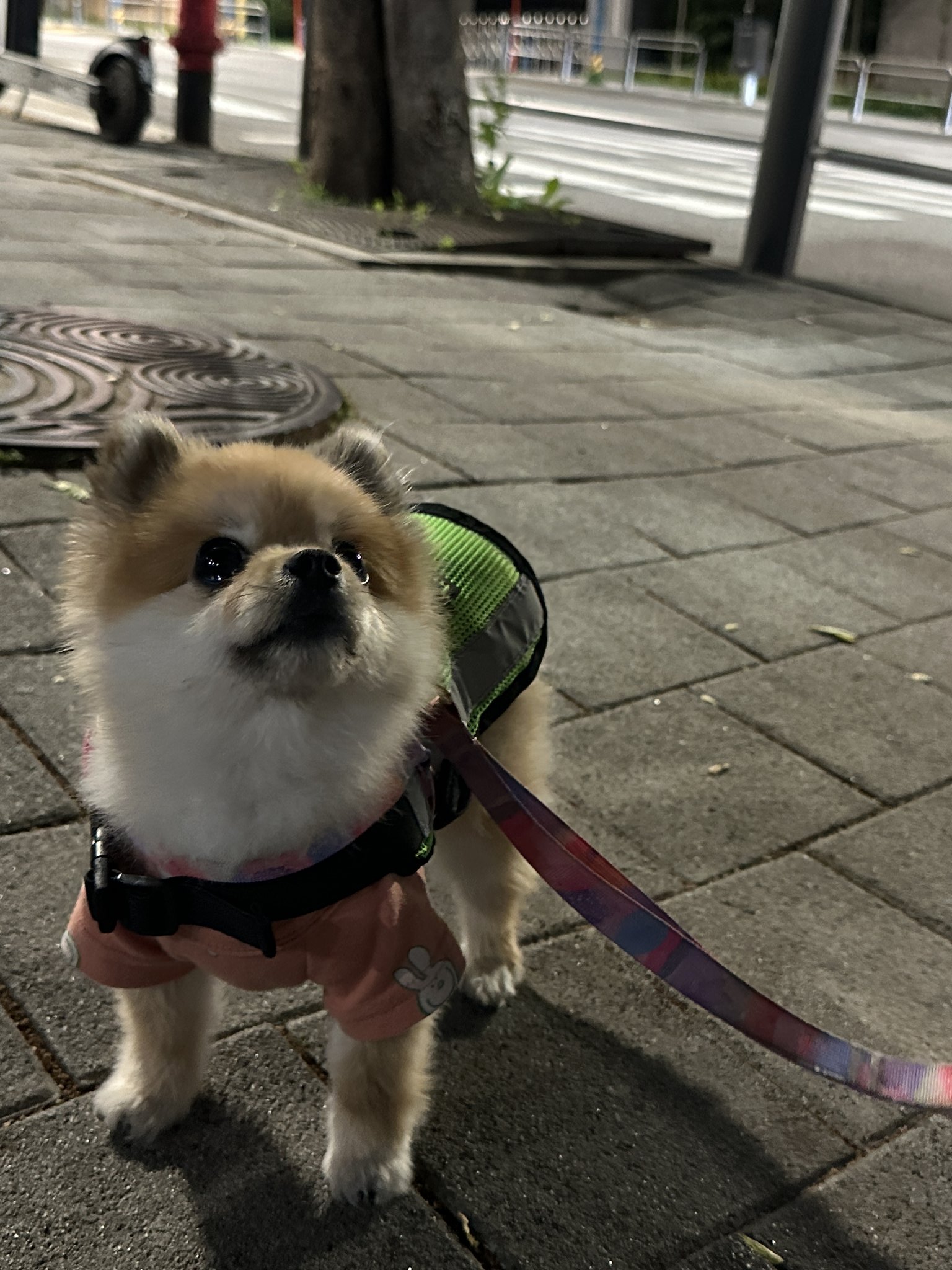 반려견 순찰대라는게 있어서 신청자명단 보는데 성동구는 호두라는 이름의 포메라니안이 지원했다고함.twt | 인스티즈