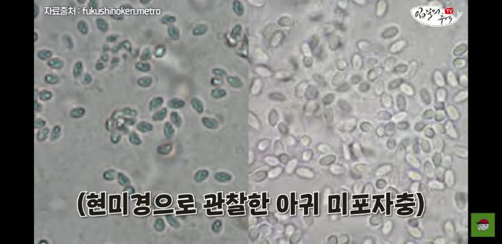 아귀 알인줄 알았는데 알고보니 기생충?.youtube | 인스티즈
