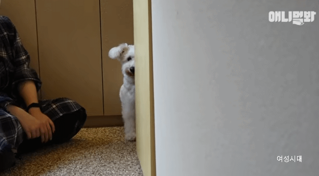 수줍음이 많은 강아지가 사람을 좋아하는 법 | 인스티즈