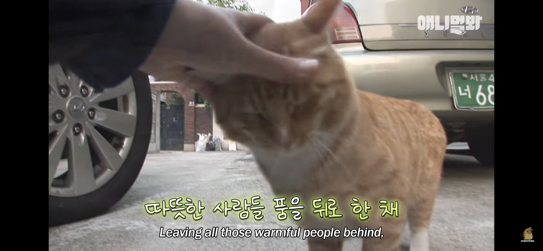 길고양이 목에 쪽지를 달자 생긴 영화같은 일 | 인스티즈