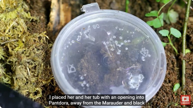 거대한 수조에 열대우림 환경을 조성해놓으면 생기는 일 - 2 | 인스티즈