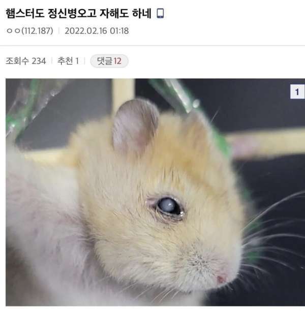 디씨인사이드 야옹이 갤러리 역대만행정리 (잔인함 주의) 사진 | 인스티즈