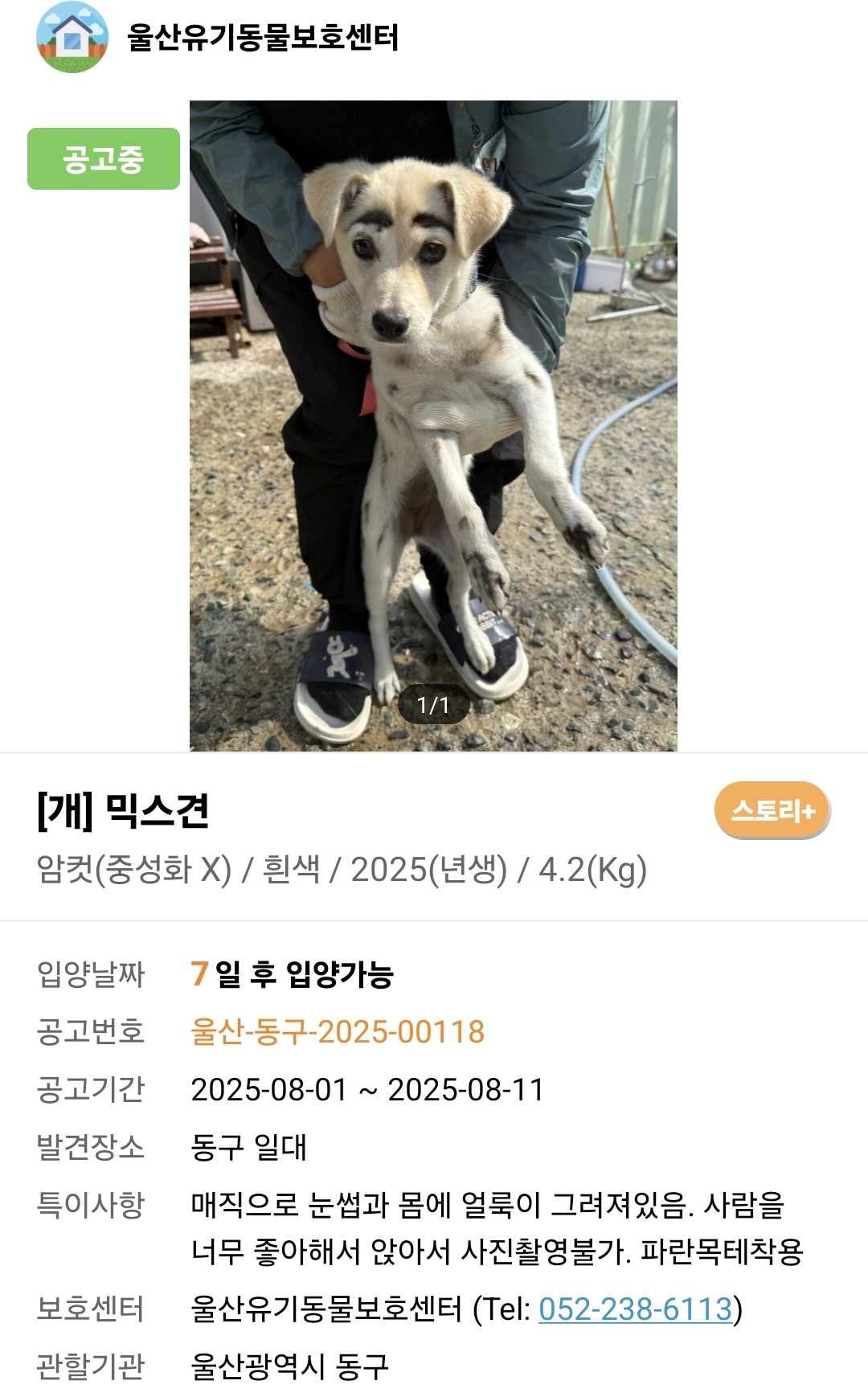 온몸에 매직으로 칠해진 채 버려진 강아지 | 인스티즈