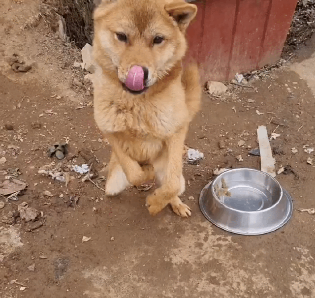 사람을 좋아하는 유기견 드론이는 내일 사람 손에 안락사 예정입니다ㅠㅠ | 인스티즈