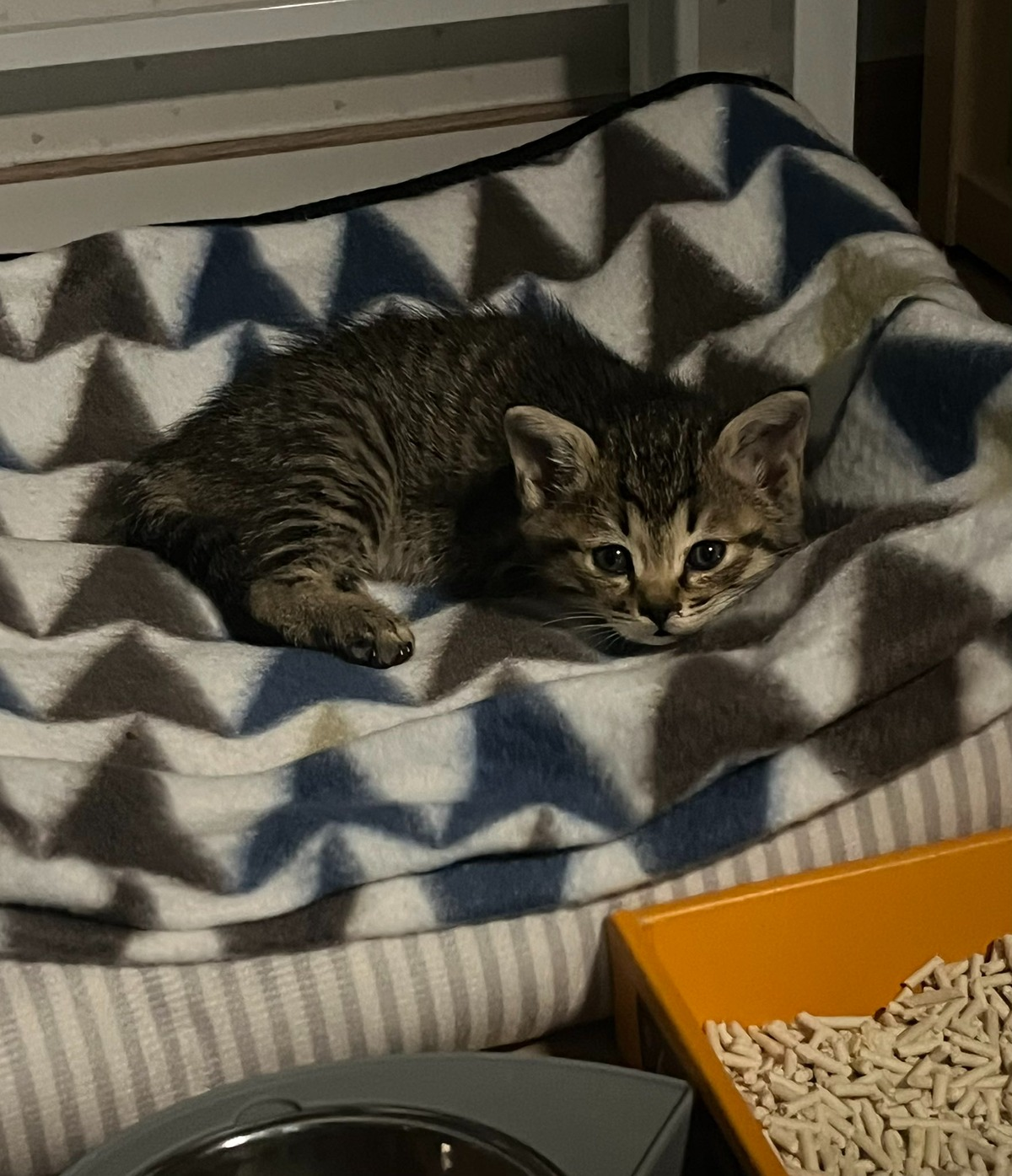 합격기원하러 절에 갔는데 아기 고양이 얻어왔어요 | 인스티즈