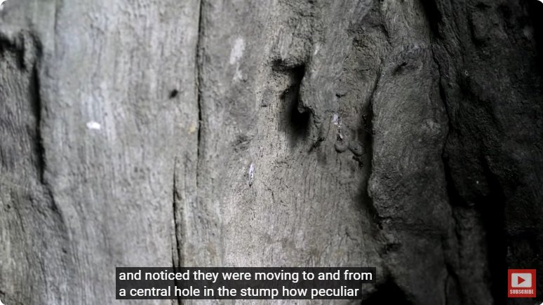 거대한 수조에 열대우림 환경을 조성해놓으면 생기는 일 - 3 | 인스티즈