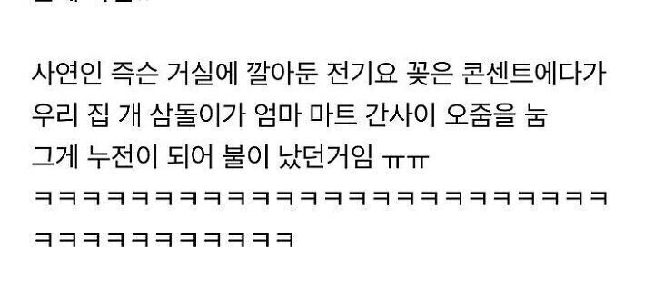 댕댕이 키우는 집은 전기장판 조심해야하는 이유.JPG | 인스티즈