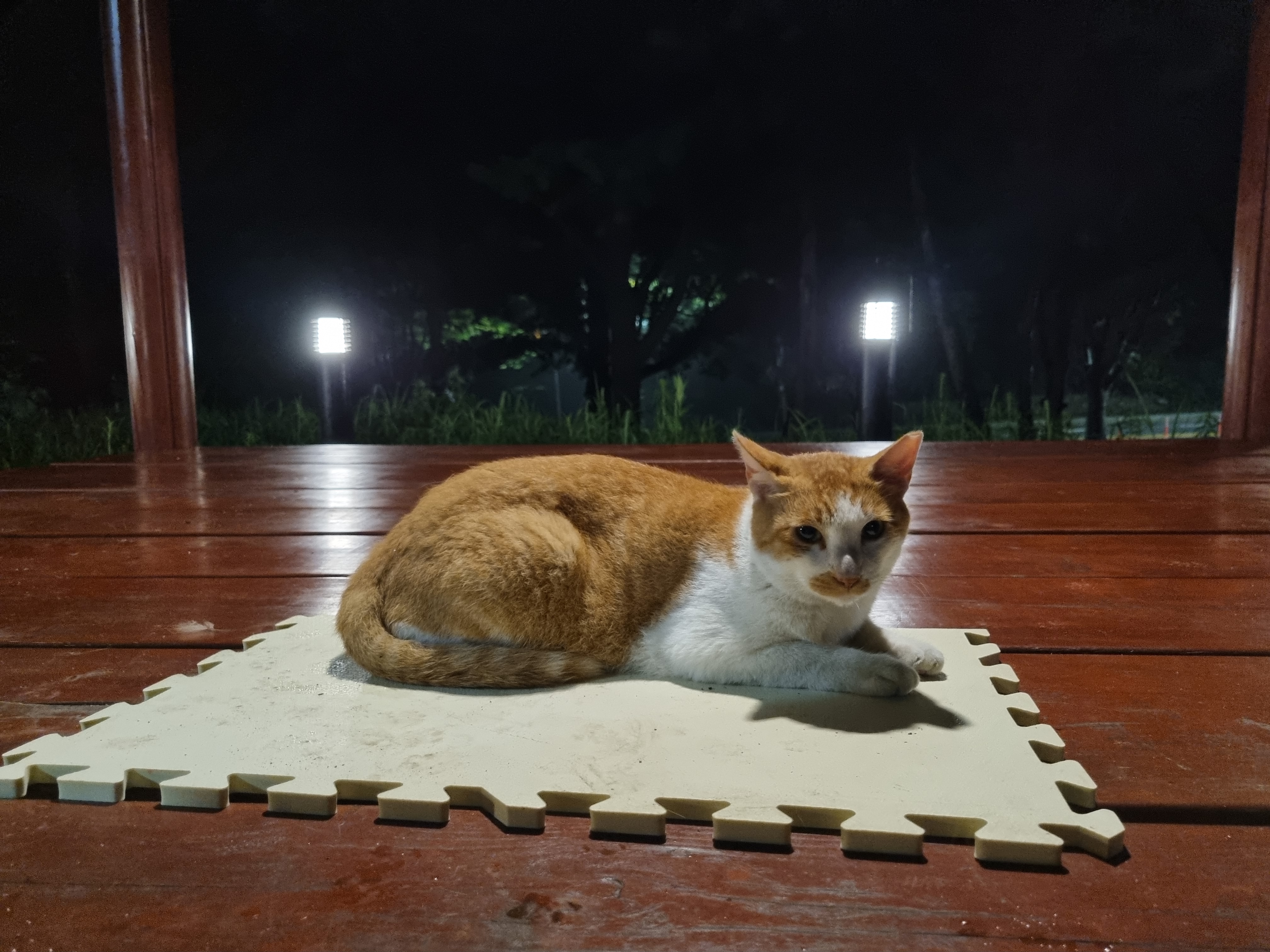 코시국에 재택하다가 고양이를 만났는데.. | 인스티즈