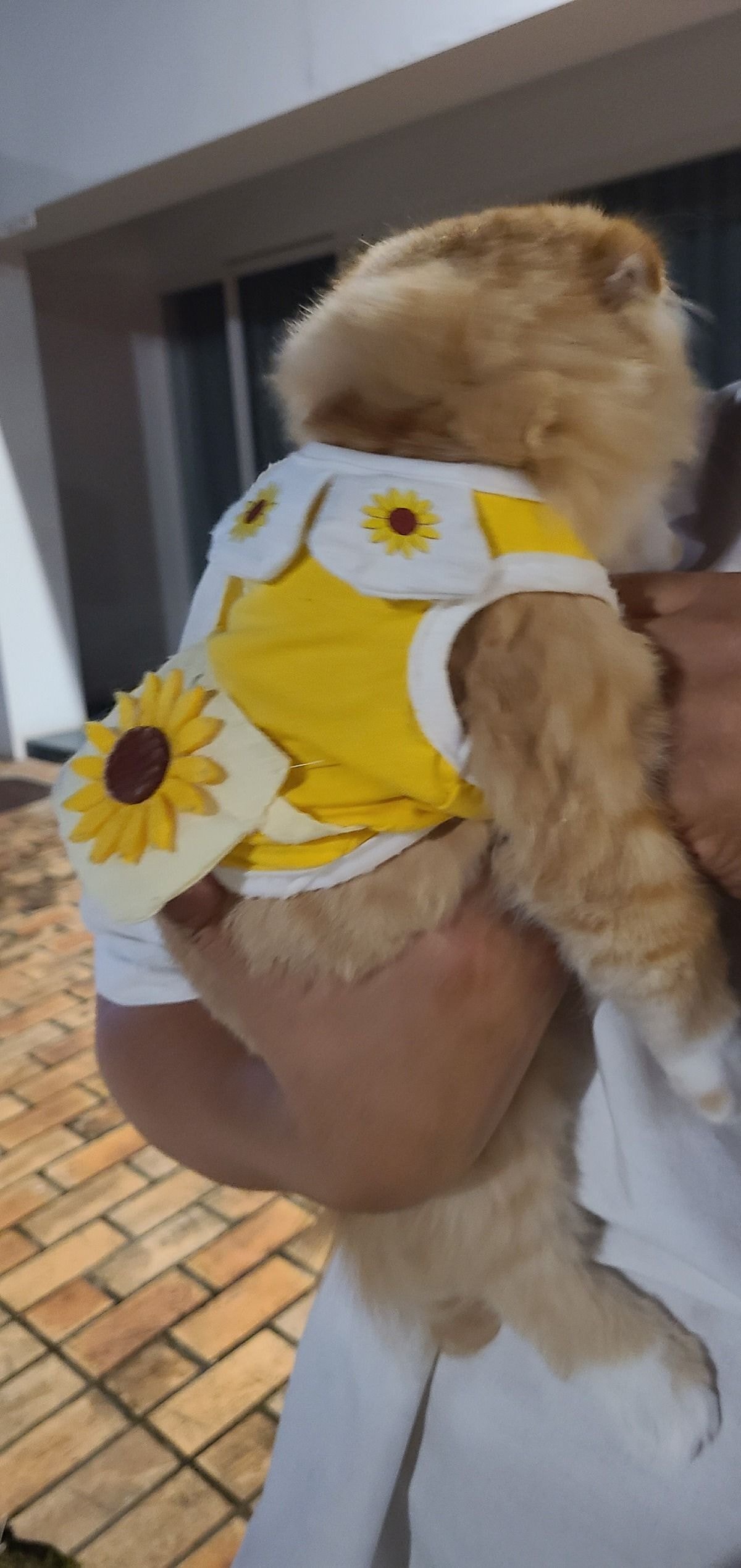 서현동 효자촌 먹자골목에서 고양이 잃어버리신 분 찾습니다 | 인스티즈