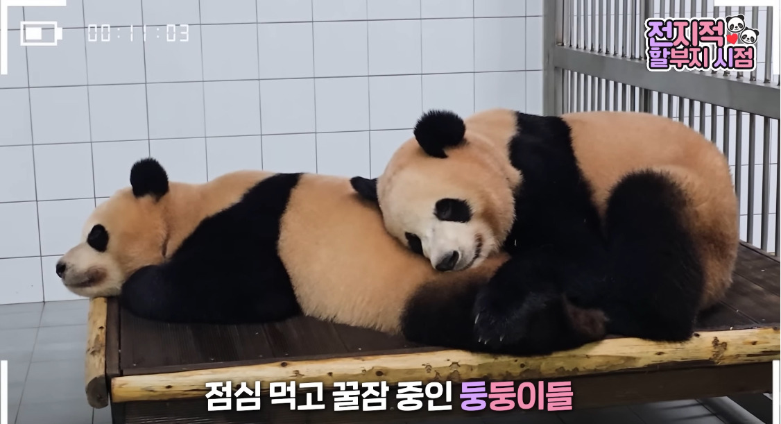 서로 알콩달콩 사이좋은 루이 후이바오 🐼 | 인스티즈