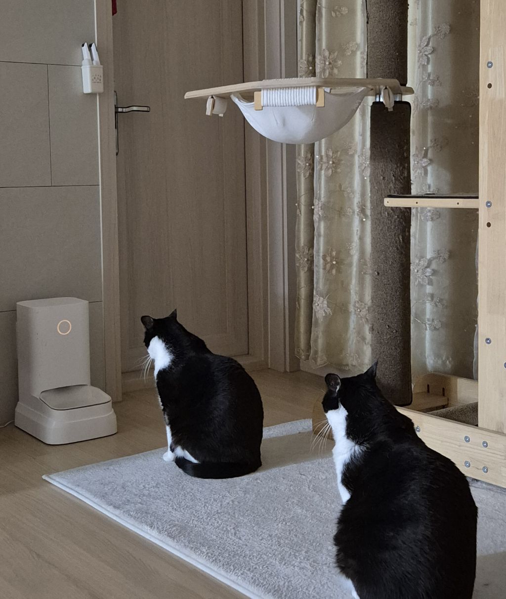 냥이 밥시간 | 인스티즈