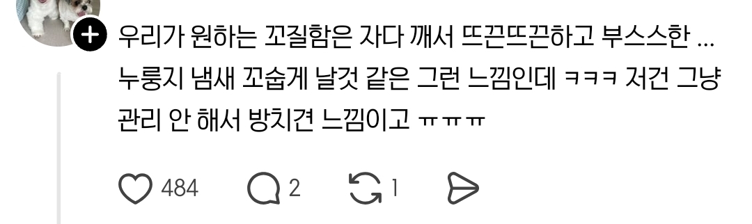 스레드에서 논란이라는 꼬질 강아지 | 인스티즈