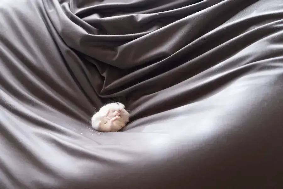  팔자 좋아보이는 햄스터.jpg | 인스티즈