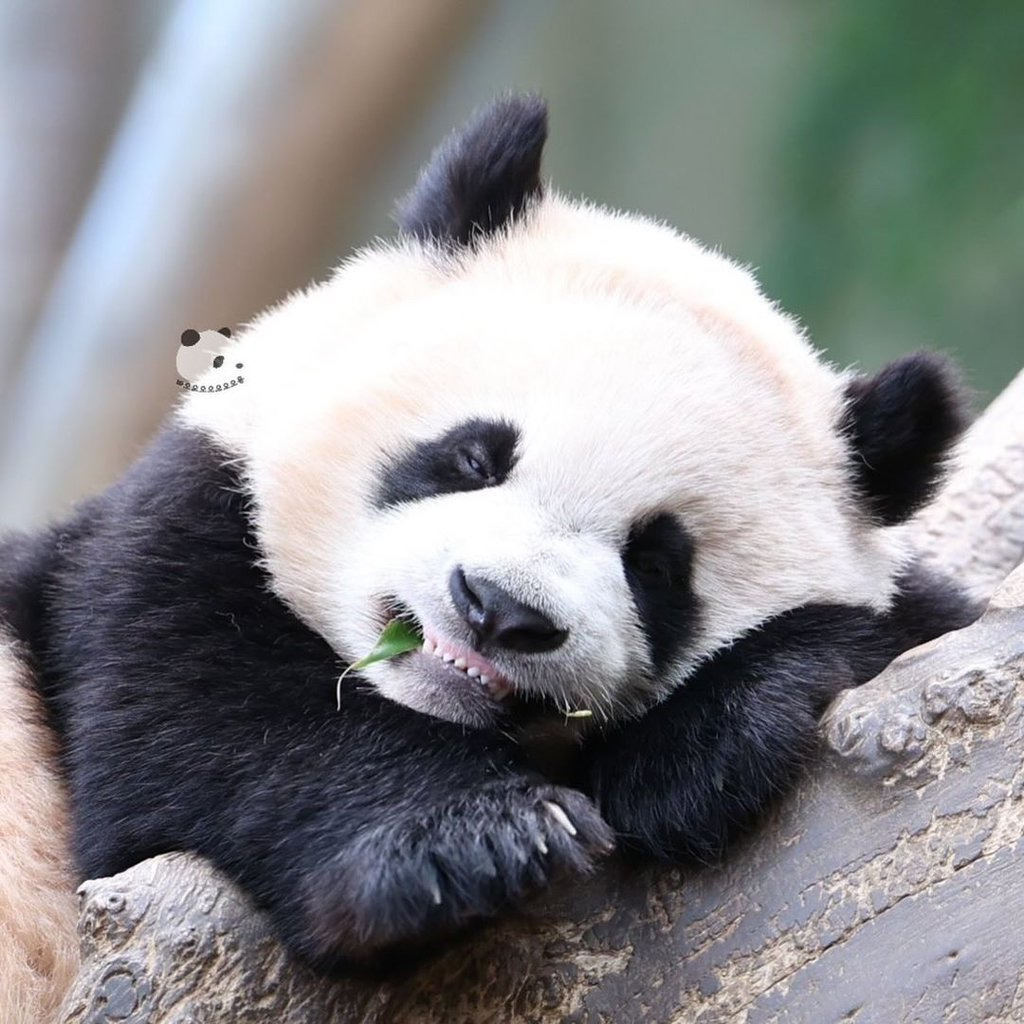 러심후난 (러바오 심은 데 후이바오 난다)🐼 | 인스티즈