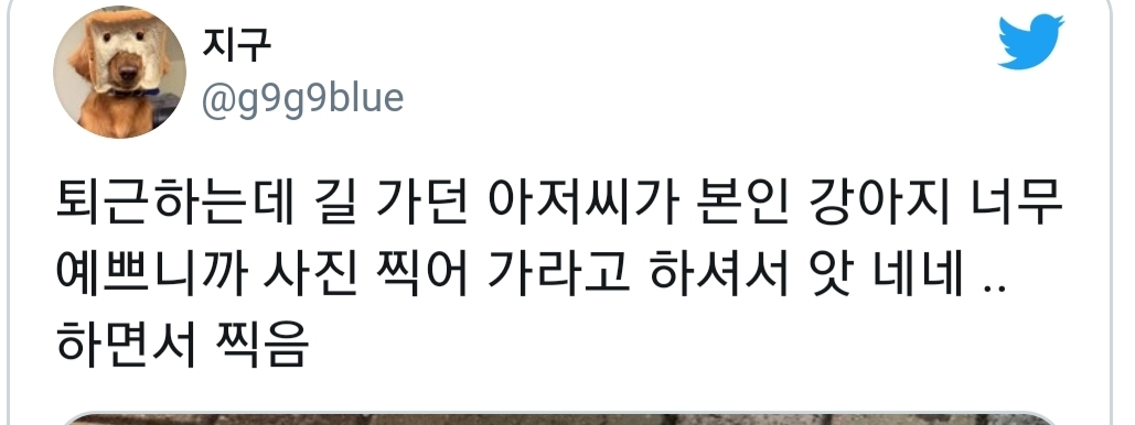 퇴근하는데 길 가던 아저씨가 본인 강아지 너무 예쁘니까 사진 찍어 가라고 하셔서.twt | 인스티즈