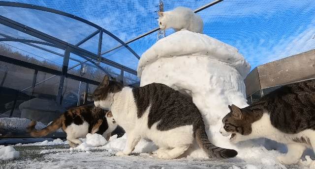 눈으로 집 만들어줬는데 갑자기 싸우는 하하하네 고양이들.gif | 인스티즈