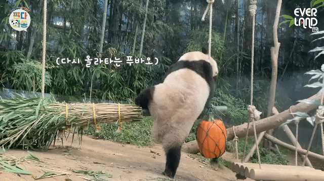 푸바오가 천재인 이유.gif | 인스티즈