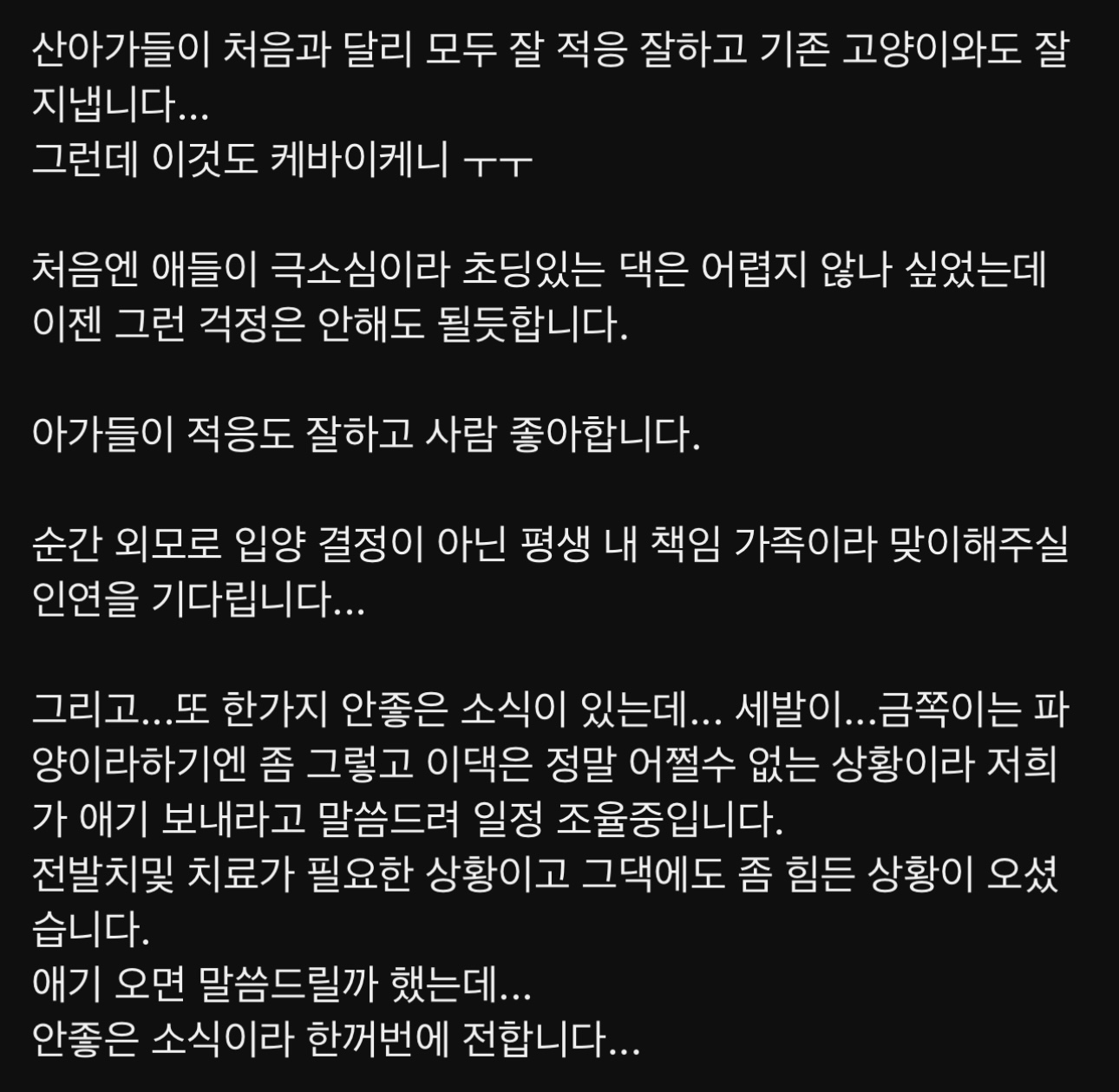 구조된 고양이가 입양갔는데 사람을 너무 잘 따른다는 이유로 파양됨 | 인스티즈