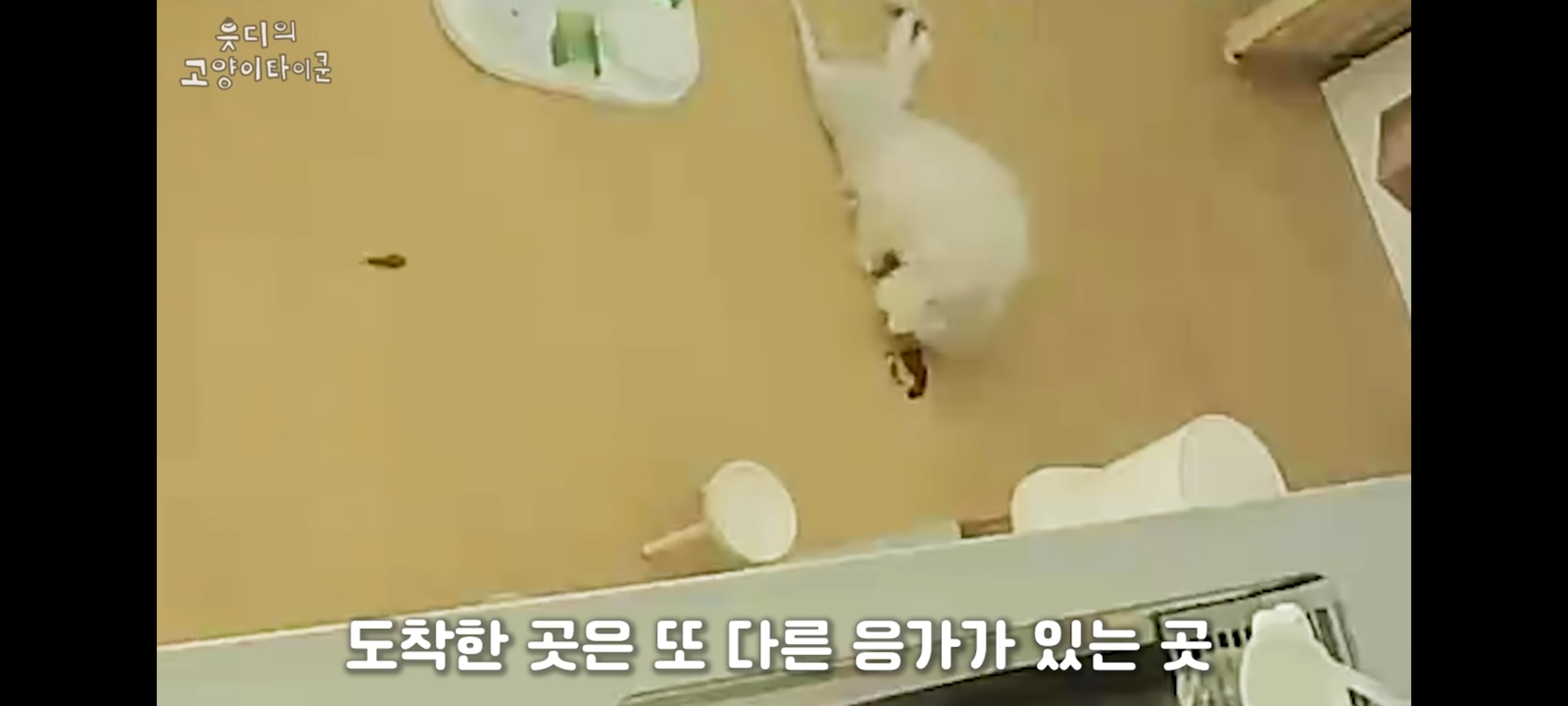 cctv보고 오열😭 응가실수하고 혼자 치우려는 고양이 | 인스티즈