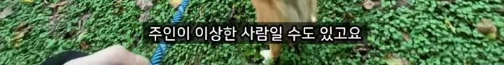 미국에서 강아지 산책 시키다 어느 한국인이 욕 먹은 이유 | 인스티즈