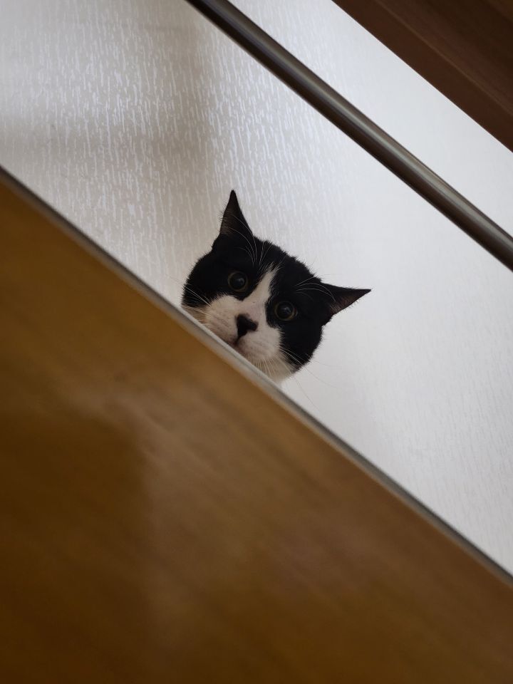 몰래 훔쳐보는 고양이 모음집 | 인스티즈