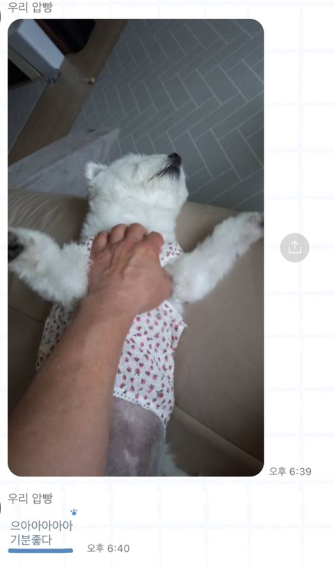 [강아지] 아빠가 보내주는 강아지 사진이 좋은 이유 | 인스티즈